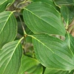 Cornus florida 'White Giant' 