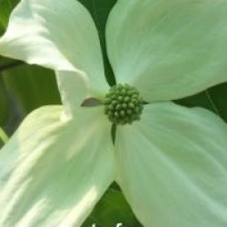 Cornus florida 'White Giant' 