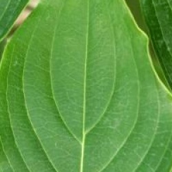 Cornus florida 'White Giant' 