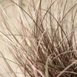 Carex comans 'Bronze Form'