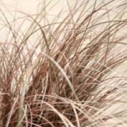 Carex comans 'Bronze Form'