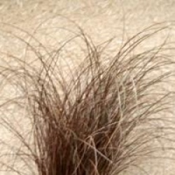 Carex comans 'Bronze Form'