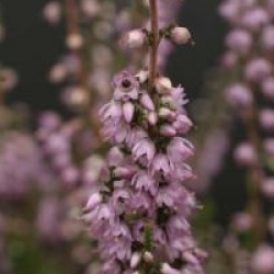 Calluna vulgaris 'Spring Torch'