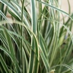 Carex conica 'Snowline'