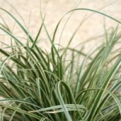 Carex conica 'Snowline'