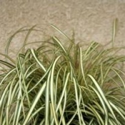 Carex oshimensis 'Evergold'