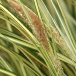 Carex oshimensis 'Evergold'