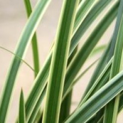 Carex morrowii 'Ice Dance'