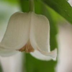 Clematis urophylla 'Winter Beauty'