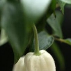 Clematis urophylla 'Winter Beauty'