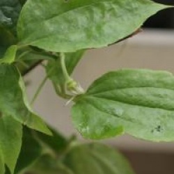 Clematis urophylla 'Winter Beauty'