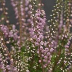 Calluna vulgaris 'Spring Torch'