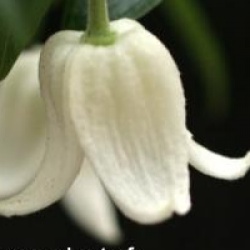 Clematis urophylla 'Winter Beauty' - Cl�matite Winter Beauty