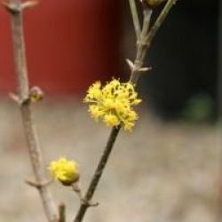 Cornus mas 'Aurea' 