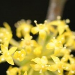 Cornus mas 'Aurea' 