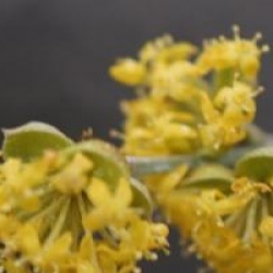 Cornus mas 'Kasanlak'