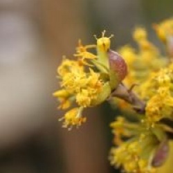Cornus mas 'Matador'