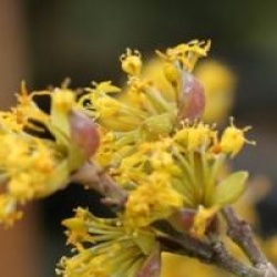 Cornus mas 'Matador'