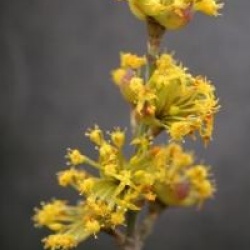 Cornus mas 'Matador'