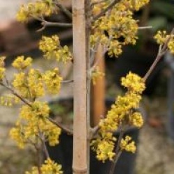 Cornus mas 'Matador'