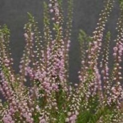 Calluna vulgaris 'Spring Torch'