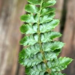 Dryopteris affinis