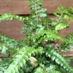 Dryopteris affinis