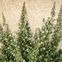 Erica arborea 'Pink Joy'