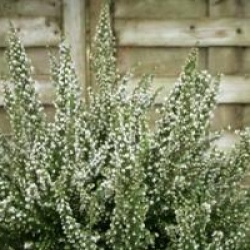 Erica arborea 'Pink Joy'