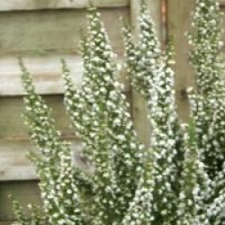 Erica arborea 'Pink Joy'
