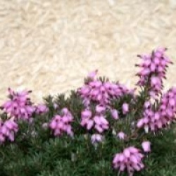 Erica x darleyensis 'J. W. Porter'