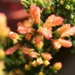 Calluna vulgaris 'Spring Torch'
