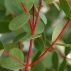 Eucalyptus parviflora