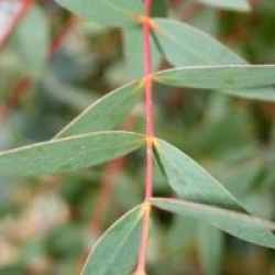 Eucalyptus parviflora