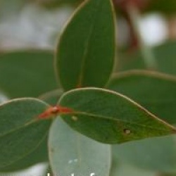 Eucalyptus parviflora
