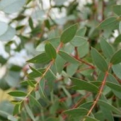 Eucalyptus parviflora