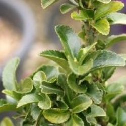 Euonymus fortunei 'Benkomoki'