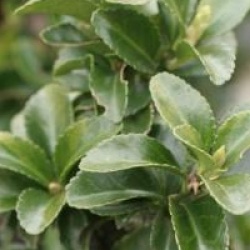 Euonymus fortunei 'Benkomoki'