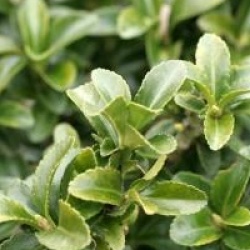 Euonymus fortunei 'Benkomoki'