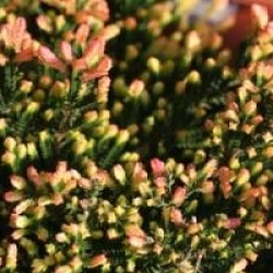 Calluna vulgaris 'Spring Torch'