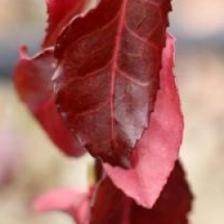 Euonymus fortunei 'Dart's Blanket'