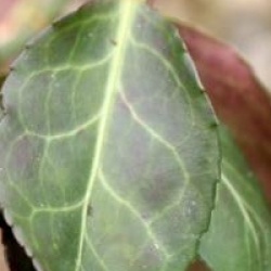Euonymus fortunei 'Dart's Blanket'