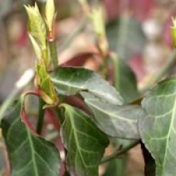 Euonymus fortunei 'Dart's Blanket'