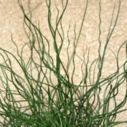 Juncus effusus 'Spiralis' - Jonc spirale