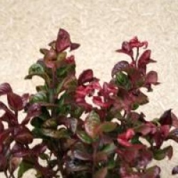 Leucothoe axillaris 'Curly Red' cov