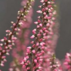Bruy�re d'automne Alexandra