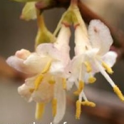 Lonicera fragrantissima 