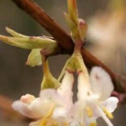 Lonicera fragrantissima 
