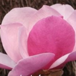 Magnolia 'Sweet Merlot'