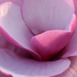 Magnolia 'Sweet Merlot'